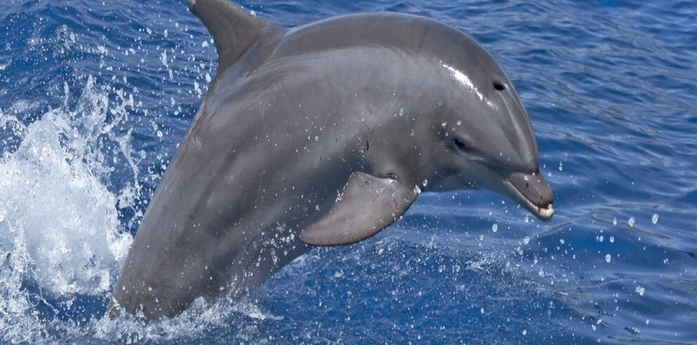 Delfinschwimmen in Sahl Hasheesh