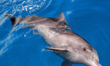Delfinschwimmen El Gouna