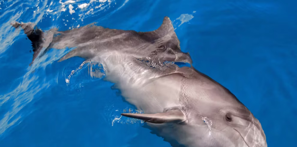 Delfinschwimmen El Gouna