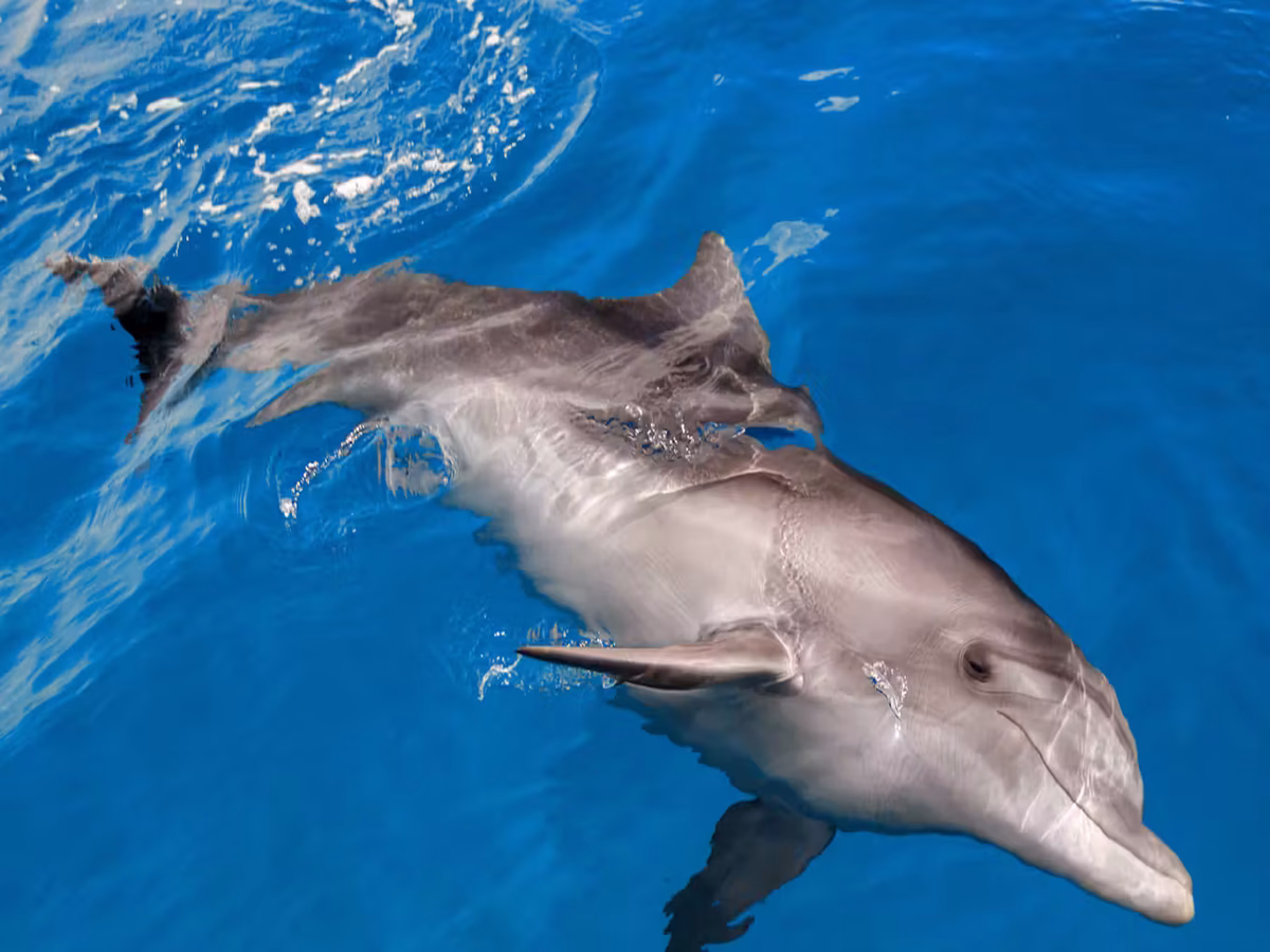 Delfinschwimmen El Gouna