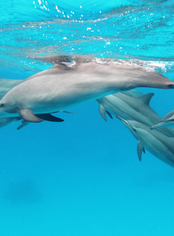 Schwimme mit Delfinen in Hurghada