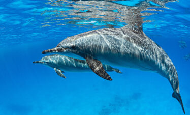 Delfinschwimmen in Makadi Bay