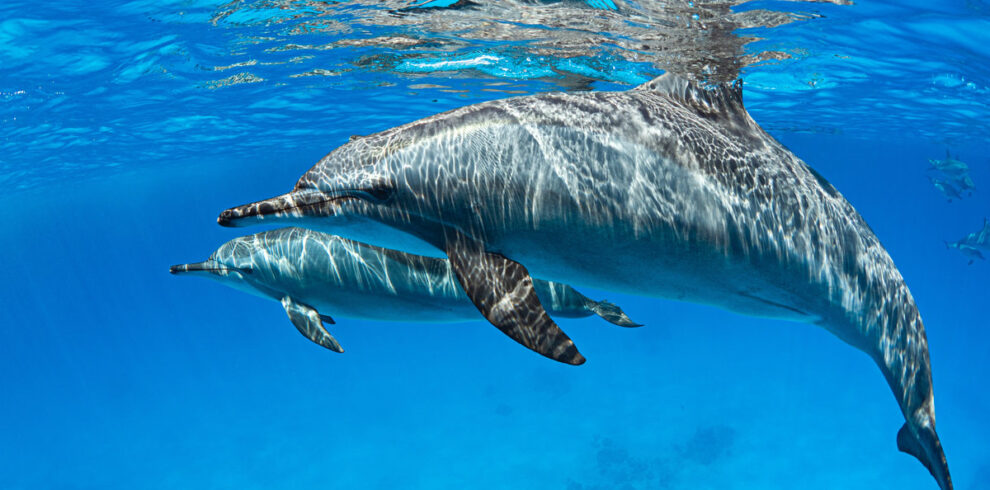 Delfinschwimmen in Makadi Bay
