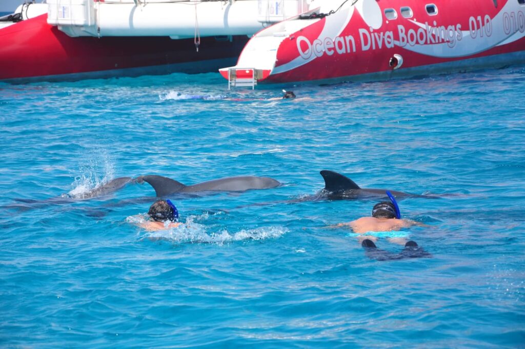 Delfinschwimmen in Safaga & Soma Bay