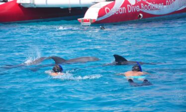 Delfinschwimmen in Safaga & Soma Bay