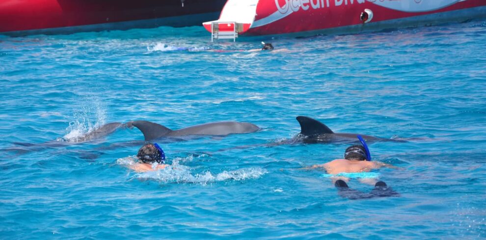 Delfinschwimmen in Safaga & Soma Bay