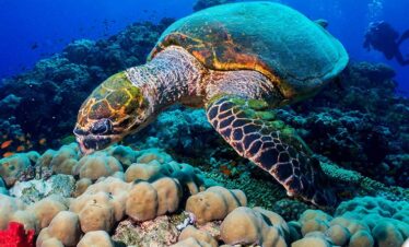 Hurghada Schnorchelausflug