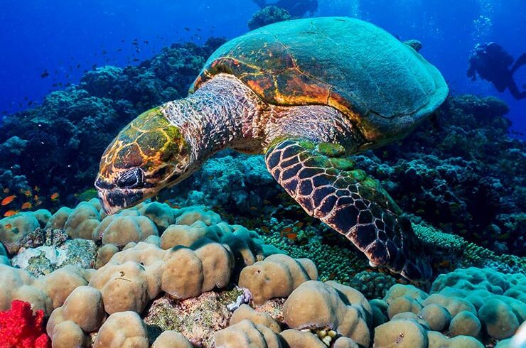 Hurghada Schnorchelausflug