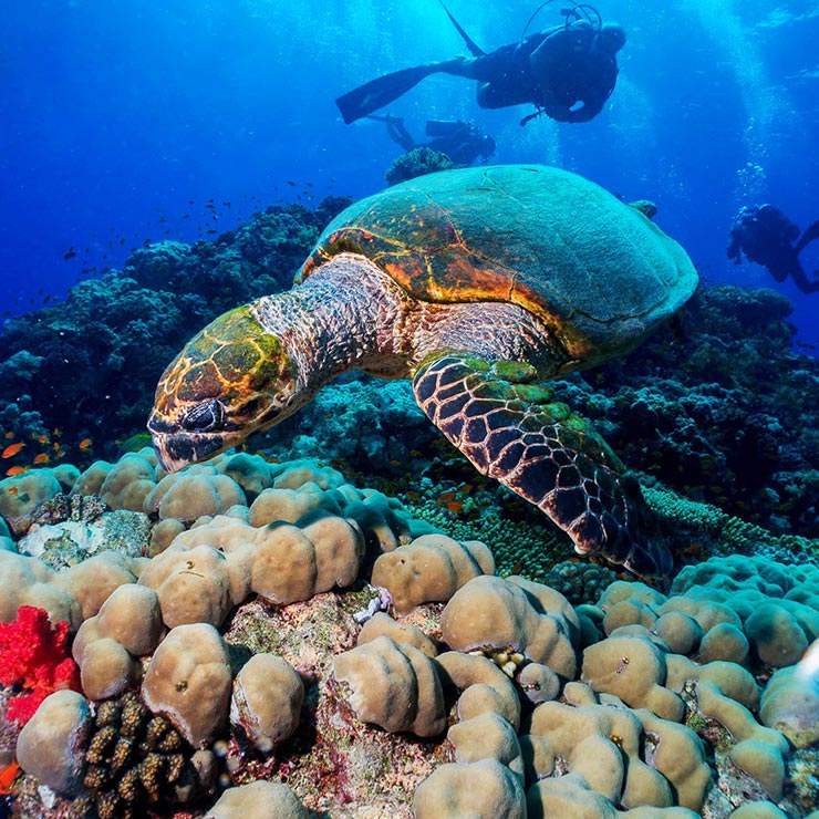 Hurghada Schnorchelausflug