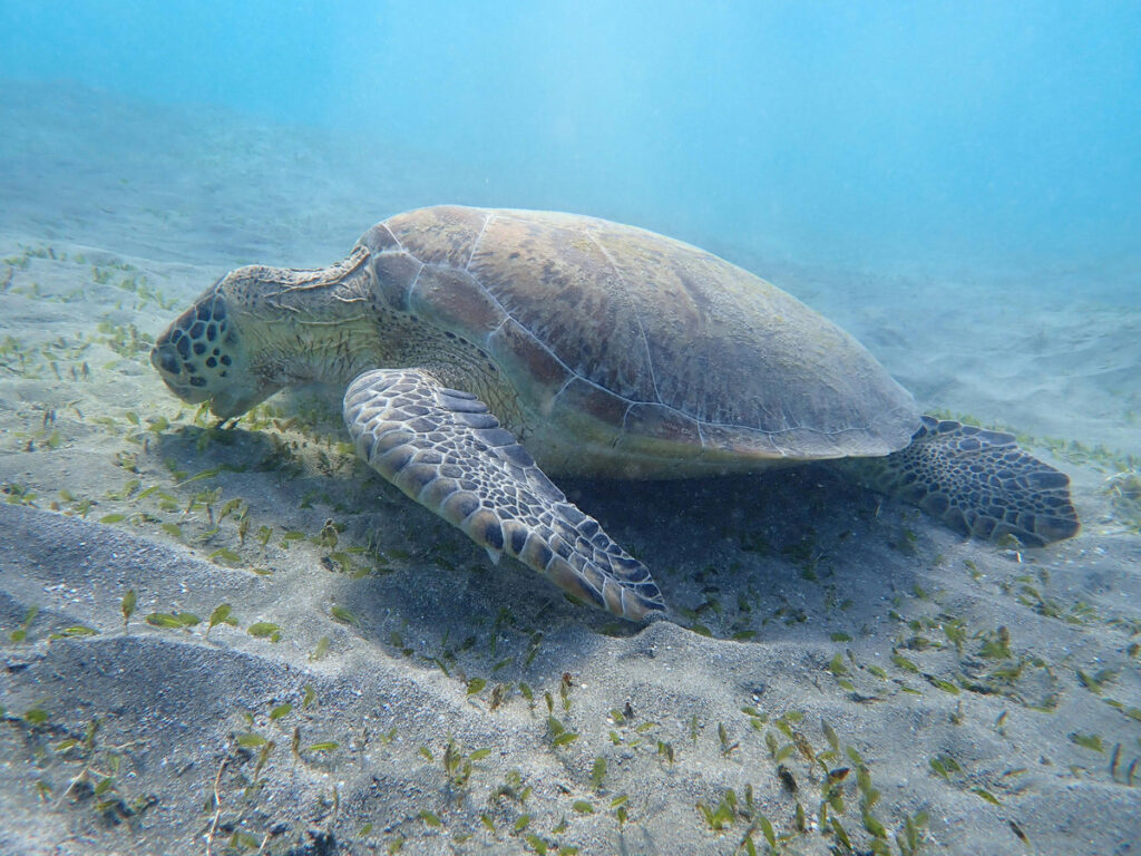 Schildkröten ab Marsa Alam