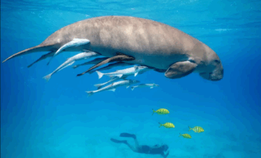 Hurghada Schnorchelausflug – Abu Dabbab Schildkröten & Dugong
