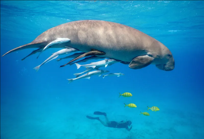 Hurghada Schnorchelausflug – Abu Dabbab Schildkröten & Dugong