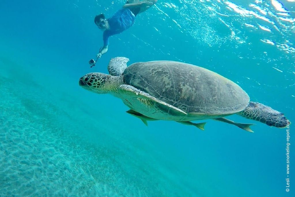 Schildkröten Hurghada – Meeresschildkröte beim Schnorcheln im Roten Meer
