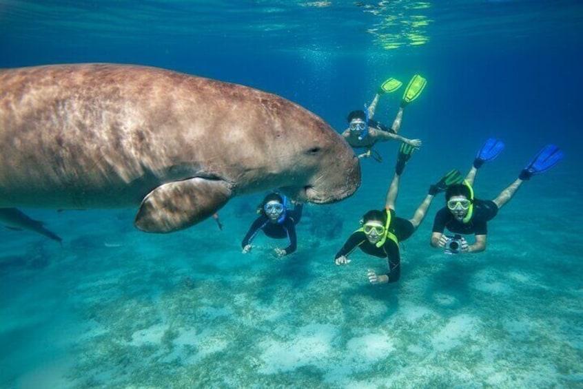 Dugong Ägypten – seltene Seekuh im Roten Meer bei Marsa Mubarak