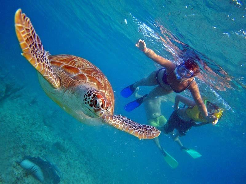 Schildkröten Hurghada – Meeresschildkröte beim Schnorcheln im Roten Meer